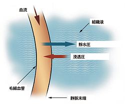 https://upload.wikimedia.org/wikipedia/commons/thumb/d/d6/Illu_capillary_microcirculation-ja.jpg/250px-Illu_capillary_microcirculation-ja.jpg