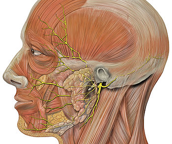 https://upload.wikimedia.org/wikipedia/commons/thumb/0/08/Head_facial_nerve_branches.jpg/350px-Head_facial_nerve_branches.jpg