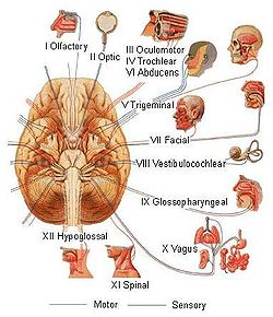 Training.seer.cancer.gov - illu cranial nerves1.jpg