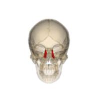https://upload.wikimedia.org/wikipedia/commons/thumb/f/f0/Rotation_lacrimal_bone.gif/150px-Rotation_lacrimal_bone.gif