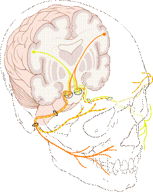 https://upload.wikimedia.org/wikipedia/commons/thumb/1/1f/Cranial_nerve_VII.svg/300px-Cranial_nerve_VII.svg.png