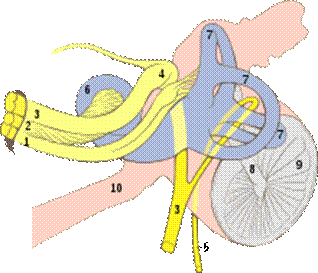 https://upload.wikimedia.org/wikipedia/commons/thumb/3/34/Ear_internal_anatomy_numbered.svg/220px-Ear_internal_anatomy_numbered.svg.png