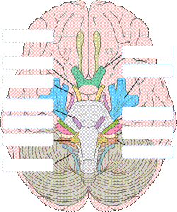 Brain human normal inferior view without label.svg