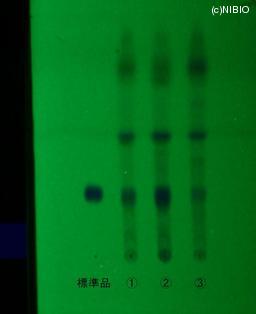 http://mpdb.nibiohn.go.jp/CONTENTS_ROOT/JP_IDENTIFICATION_PHOTO_DATA/JP_IDENTIFICATION_PHOTO_FILE/thumbnail/557.JPG