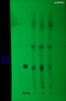 http://mpdb.nibiohn.go.jp/CONTENTS_ROOT/JP_IDENTIFICATION_PHOTO_DATA/JP_IDENTIFICATION_PHOTO_FILE/thumbnail/558.JPG