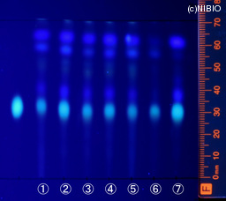 http://mpdb.nibiohn.go.jp/CONTENTS_ROOT/JP_IDENTIFICATION_PHOTO_DATA/JP_IDENTIFICATION_PHOTO_FILE/thumbnail/1296.jpg