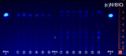 http://mpdb.nibiohn.go.jp/CONTENTS_ROOT/JP_IDENTIFICATION_PHOTO_DATA/JP_IDENTIFICATION_PHOTO_FILE/thumbnail/1332.jpg