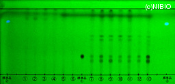 http://mpdb.nibiohn.go.jp/CONTENTS_ROOT/JP_IDENTIFICATION_PHOTO_DATA/JP_IDENTIFICATION_PHOTO_FILE/thumbnail/1333.jpg