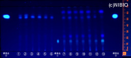 http://mpdb.nibiohn.go.jp/CONTENTS_ROOT/JP_IDENTIFICATION_PHOTO_DATA/JP_IDENTIFICATION_PHOTO_FILE/thumbnail/1334.jpg