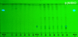 http://mpdb.nibiohn.go.jp/CONTENTS_ROOT/JP_IDENTIFICATION_PHOTO_DATA/JP_IDENTIFICATION_PHOTO_FILE/thumbnail/1335.jpg