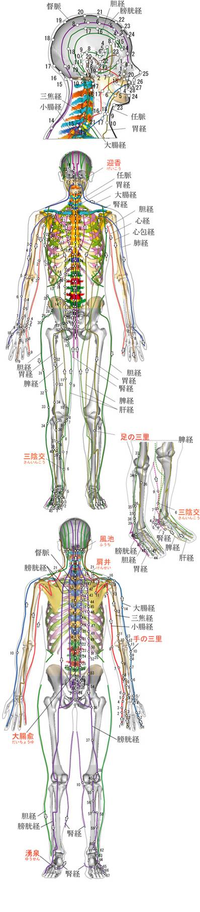 全身経絡・つぼクリッカブル詳細図