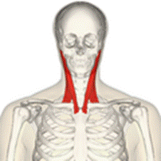 https://upload.wikimedia.org/wikipedia/commons/thumb/b/b5/Sternomastoid_muscle_frontal2.png/120px-Sternomastoid_muscle_frontal2.png