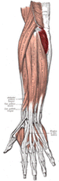 Musculusanconeus2.png